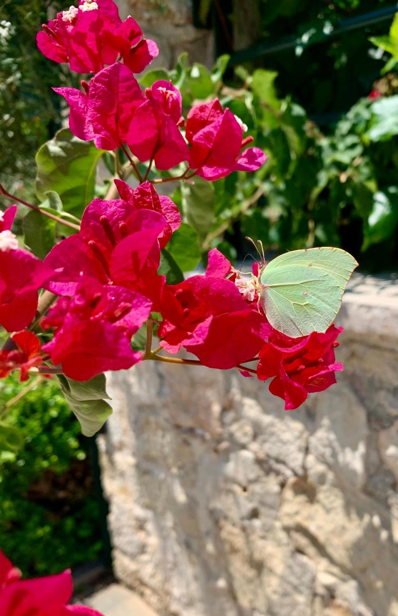Aggelos And Thisbe Chania Suburbs Sea View Guest House Exteriér fotografie